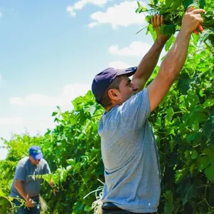 AZIENDA AGRICOLA LORUSSO